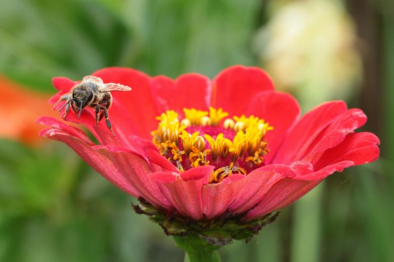 Free stock image of Bee Pollinating created by Pixabay