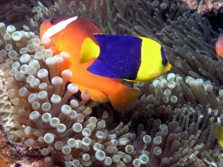 Free stock image of Bicolor Angelfish created by Pixabay