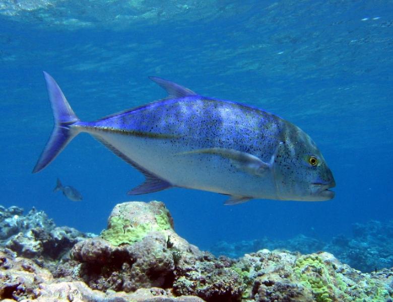Free stock image of Bluefin Trevally created by Pixabay