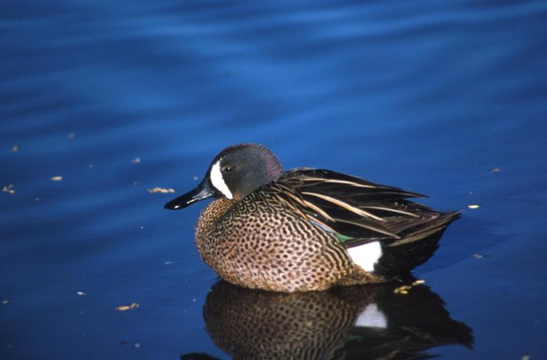 Free stock image of Blue Winged Teal created by Pixabay