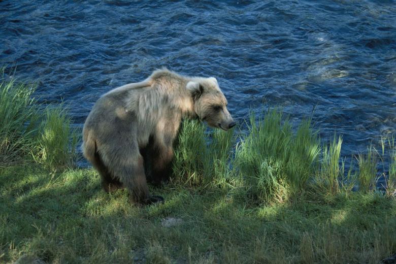Free stock image of Brown Bear Hunting created by Pixabay