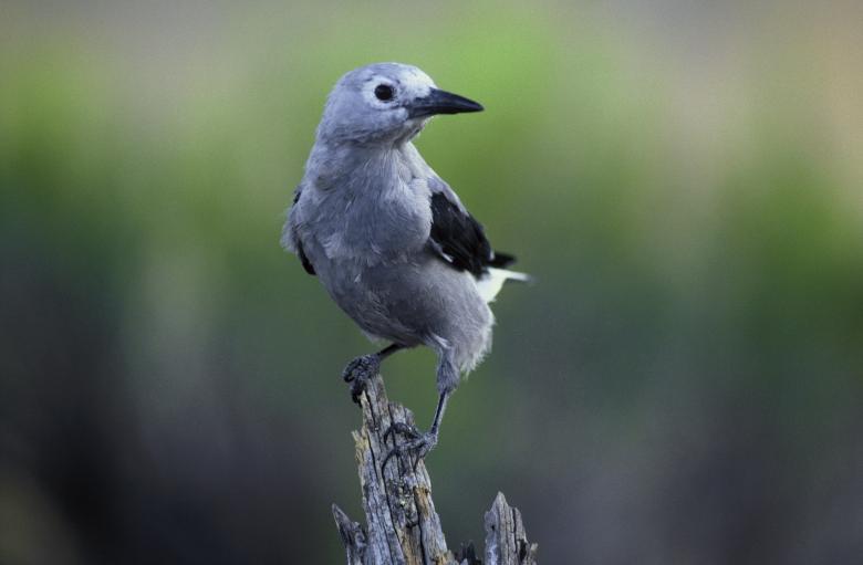 Free stock image of Clarks Nutcracker created by Pixabay