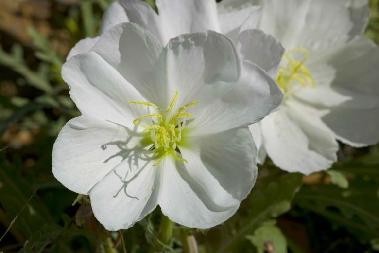 Free stock image of Desert Flowers created by Pixabay