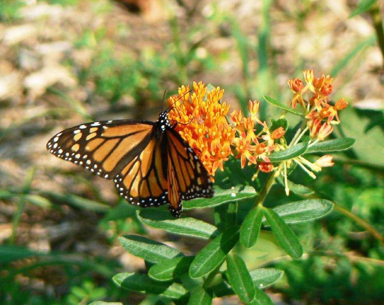 Free stock image of Monarch Butterfly on the Flowers created by Pixabay