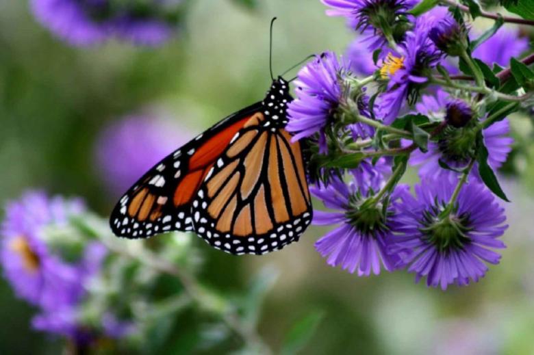 Free stock image of Monarch Butterfly on the Flowers created by Pixabay