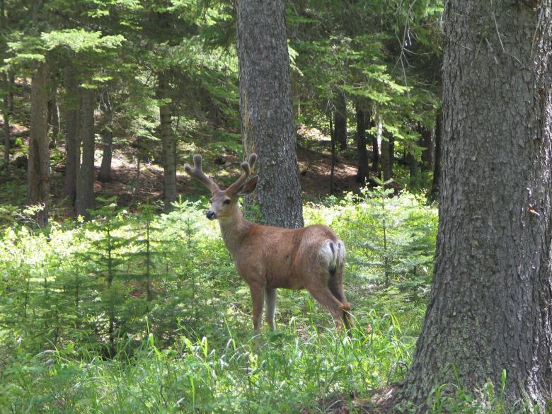 Free stock image of Mule Deer in the Jungle created by Pixabay