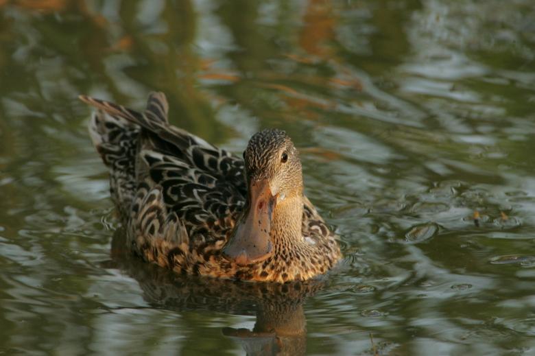 Free stock image of Northern Shoveler created by Pixabay