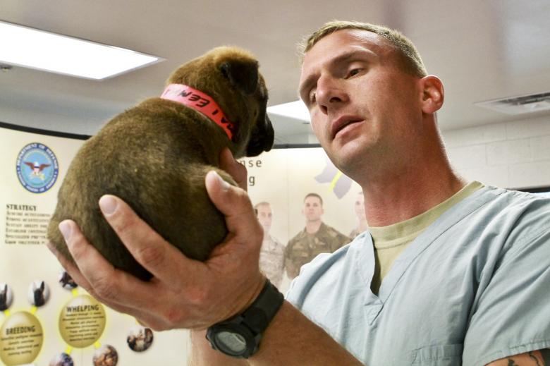 Free stock image of Veterinary Doctor created by Pixabay