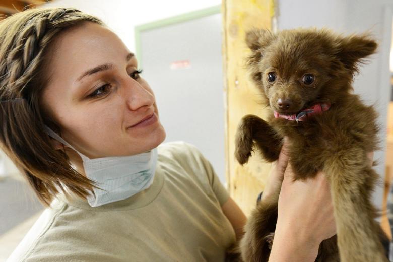 Free stock image of Veterinary Doctor created by Pixabay