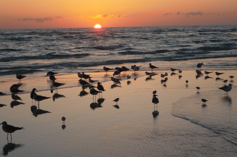 Free stock image of Birds on the Shore created by Pixabay