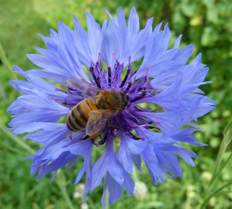 Free stock image of Western Honeybee on the Flower created by Pixabay