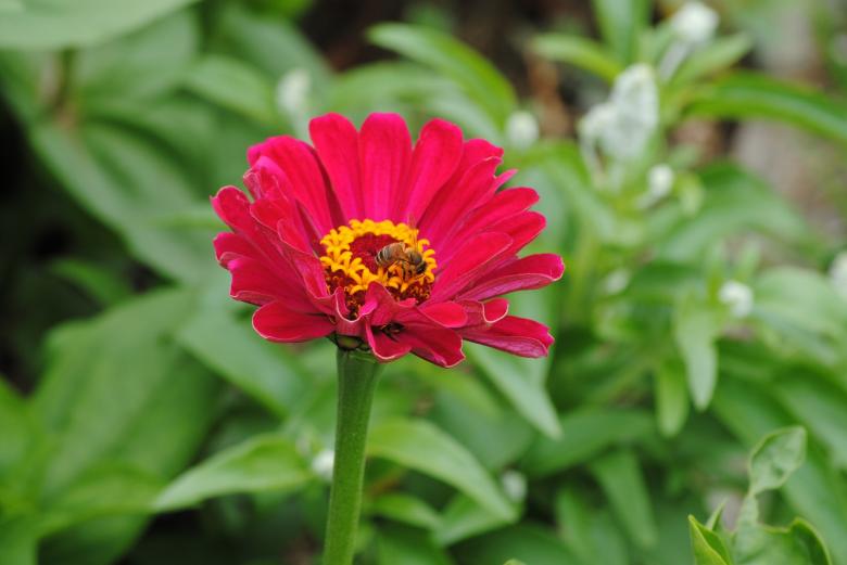 Free stock image of Fresh Zinnia created by Pixabay