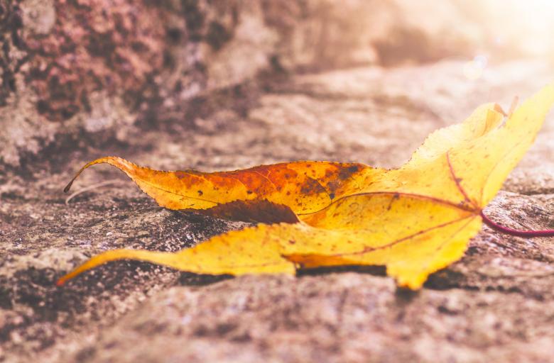 Free stock image of Leaf under Sun created by Allan Pinheiro de Lima