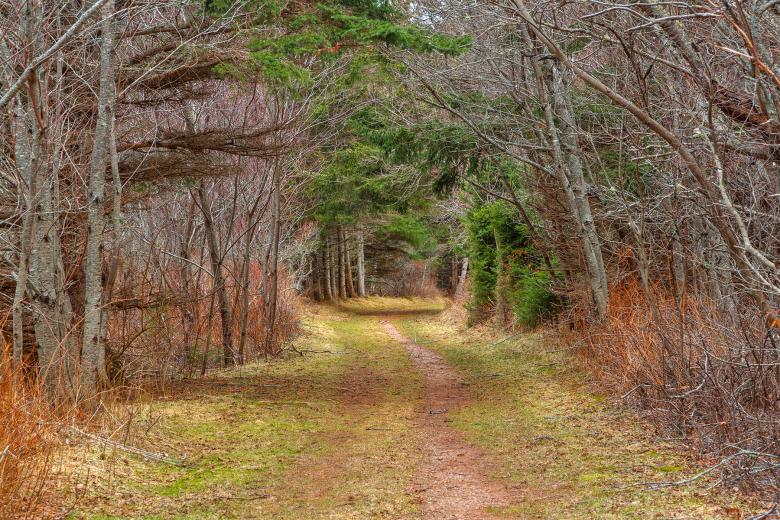 Free stock image of Cavendish Forest Trail - HDR created by Nicolas Raymond