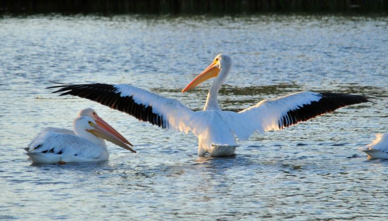 Free stock image of American White Pelicans created by Pixabay