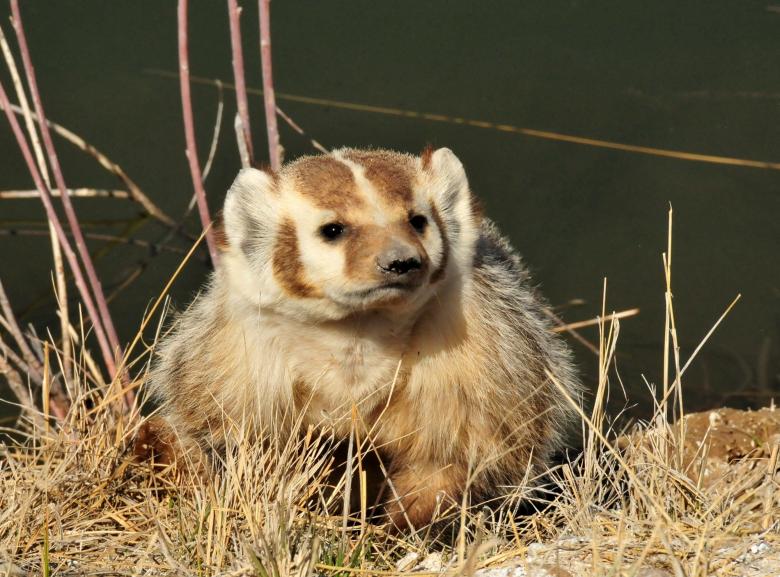 Free stock image of Wild Badger created by Pixabay