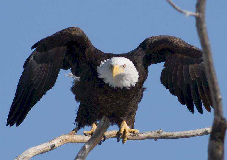 Free stock image of Bald Eagle on the Branch created by Pixabay