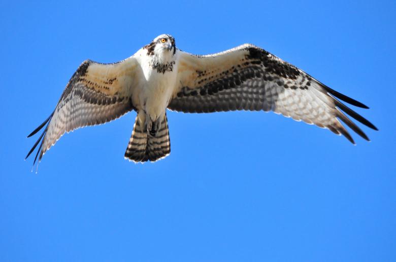Free stock image of Bird Hunting created by Pixabay