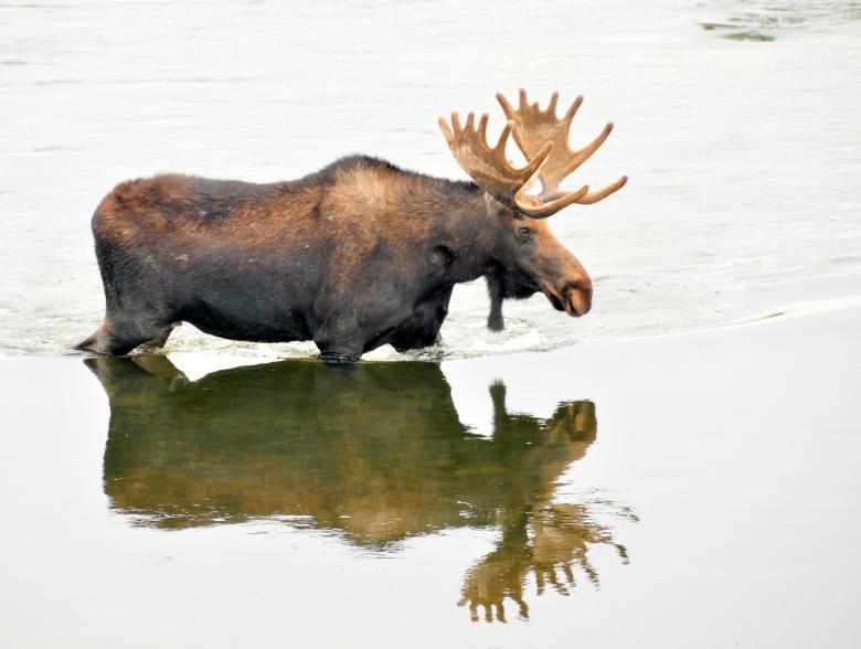 Free stock image of Bull Moose in the River created by Pixabay