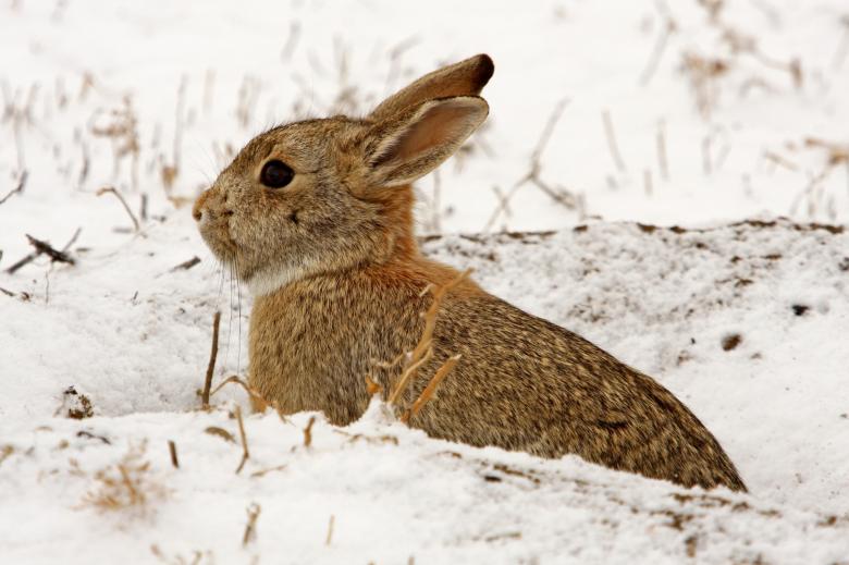 Free stock image of Cottontail Rabbit created by Pixabay