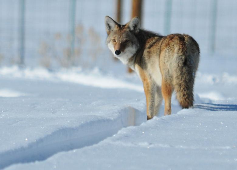 Free stock image of Coyote in Winter created by Pixabay
