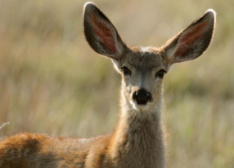 Free stock image of Wild Deer created by Pixabay