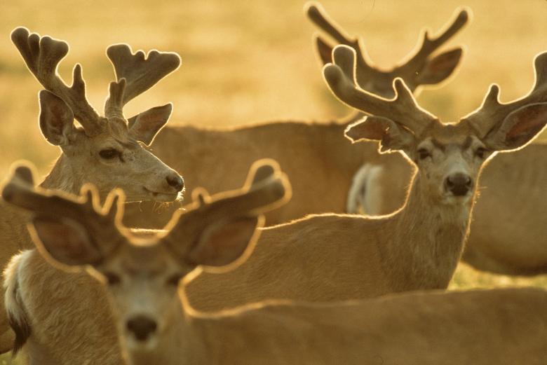 Free stock image of Group of Deers created by Pixabay