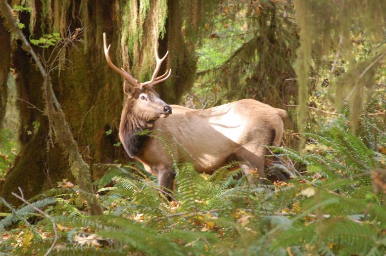Free stock image of Deer in the Wild created by Pixabay