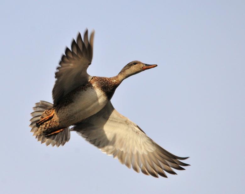 Free stock image of Duck Flying created by Pixabay