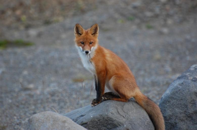 Free stock image of Fox on the Rock created by Pixabay
