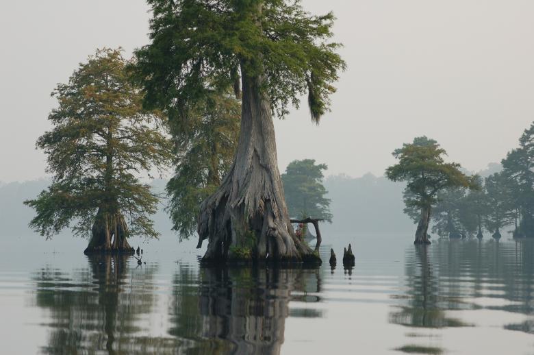 Free stock image of Great Dismal Swamp created by Pixabay