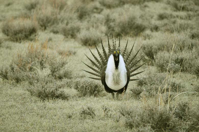 Free stock image of Sage Grouse created by Pixabay