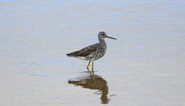 Free stock image of Bird in the River created by Pixabay