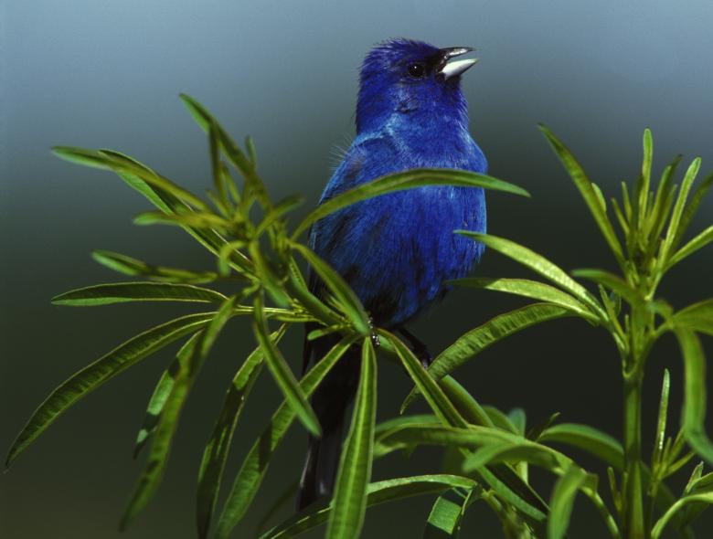 Free stock image of Indigo Bunting created by Pixabay