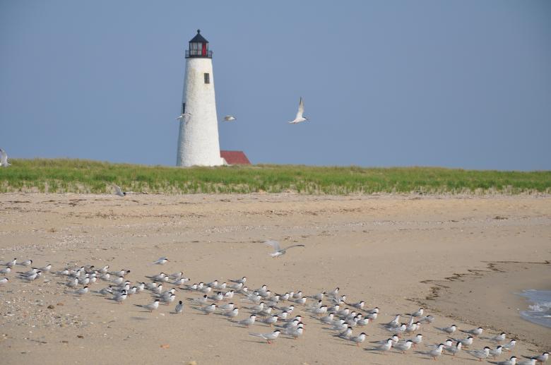 Free stock image of Lighthouse on the Shore created by Pixabay