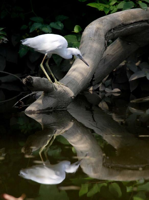 Free stock image of Little Blue Heron created by Pixabay