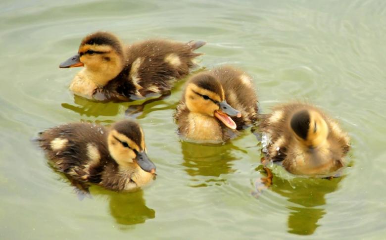Free stock image of Mallard Ducklings created by Pixabay