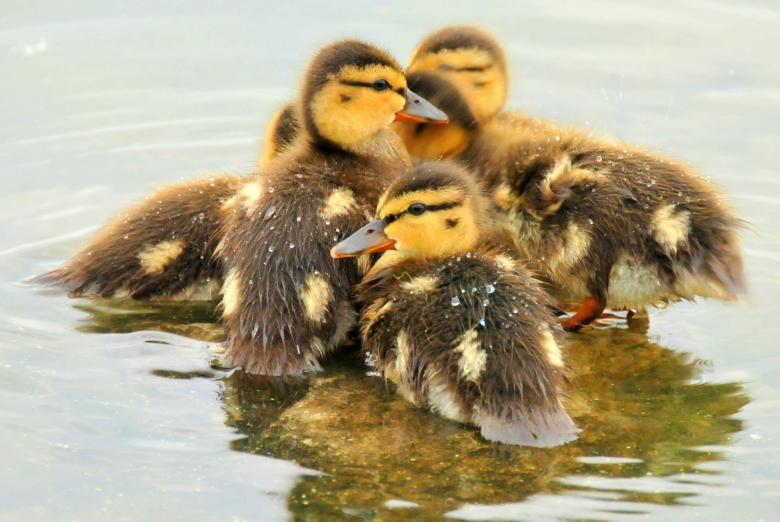 Free stock image of Mallard Ducklings created by Pixabay