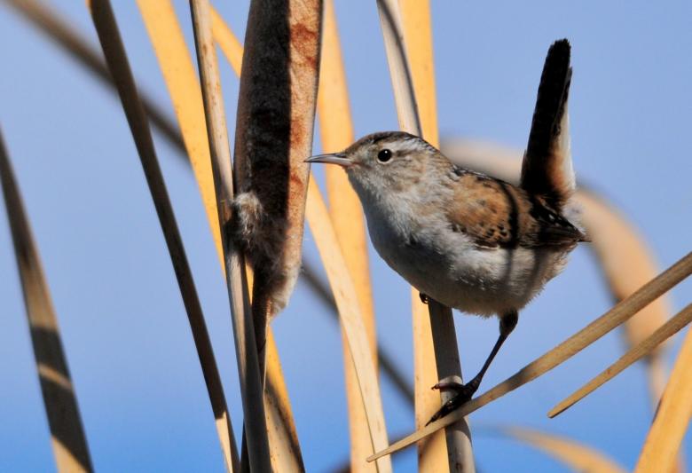 Free stock image of Marsh Wren created by Pixabay
