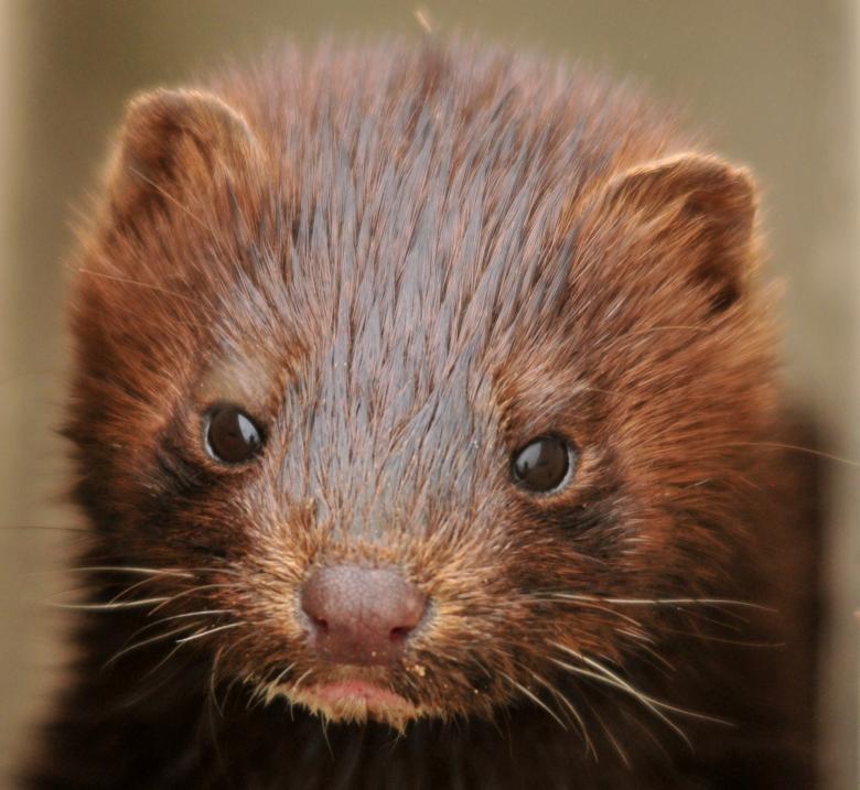 Free stock image of Mink Closeup created by Pixabay