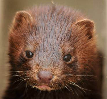 Mink Closeup - Free Stock Photo