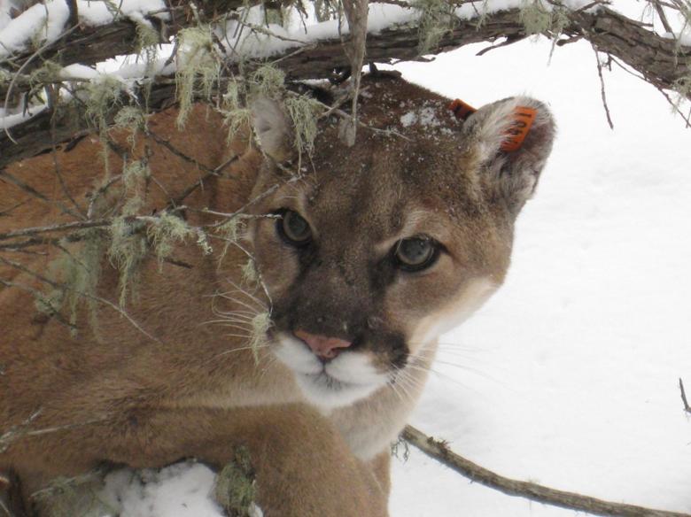 Free stock image of Mountain Lion created by Pixabay