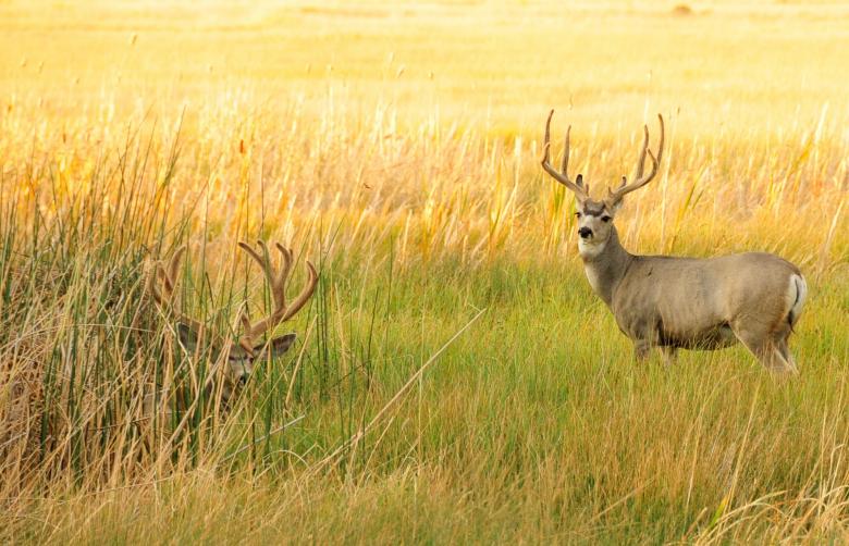 Free stock image of Mule Deer created by Pixabay