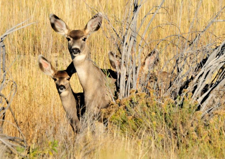 Free stock image of Mule Deer created by Pixabay