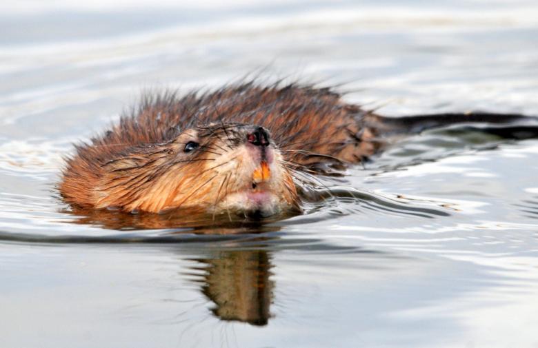 Free stock image of Muskrat Swimming created by Pixabay