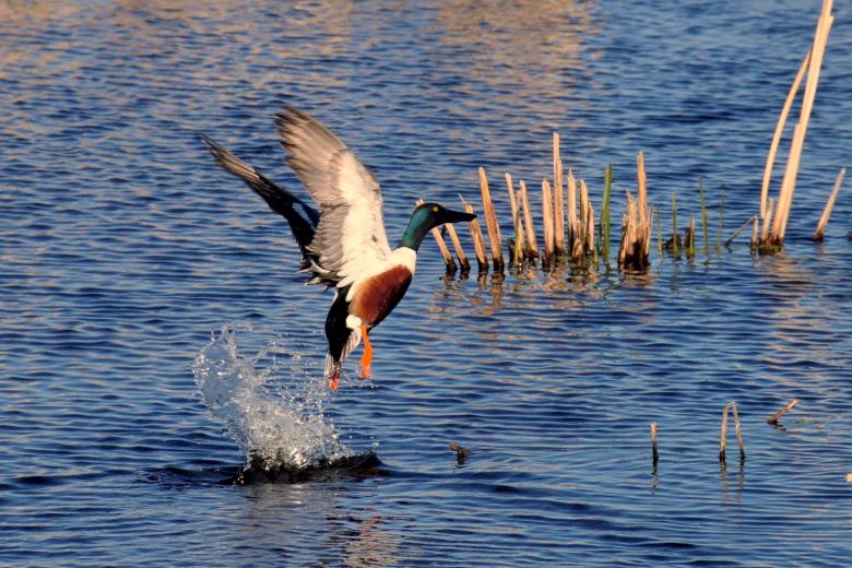 Free stock image of Northern Shoveler created by Pixabay