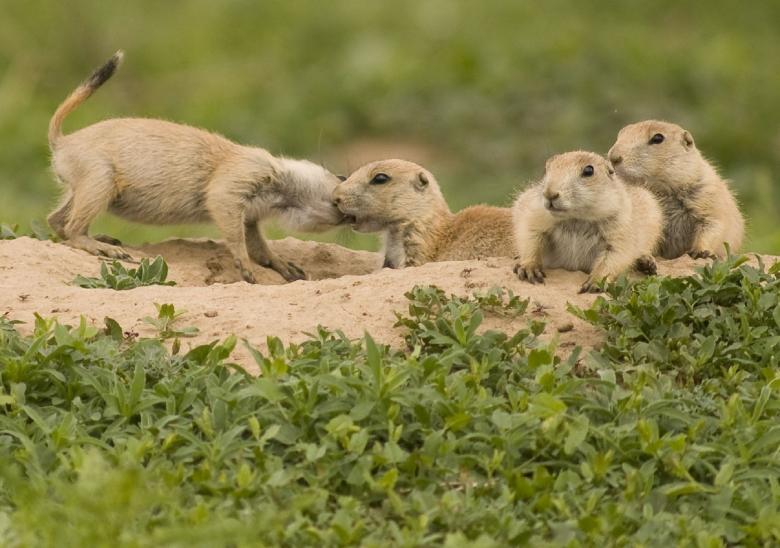 Free stock image of Prairie Dogs created by Pixabay