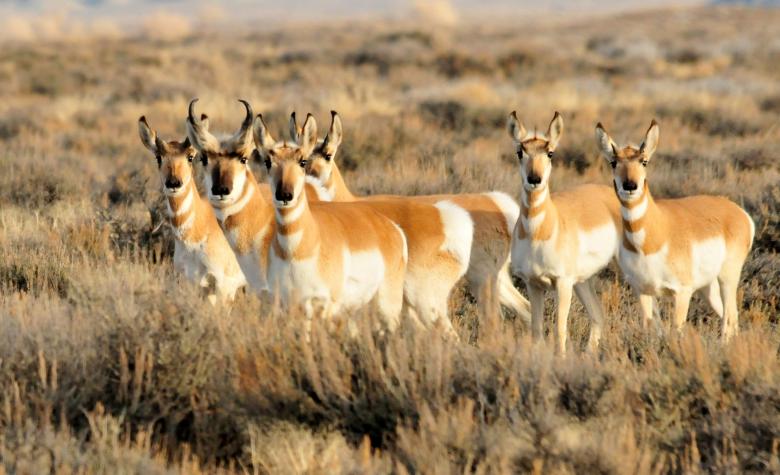 Free stock image of Wild Pronghorn created by Pixabay