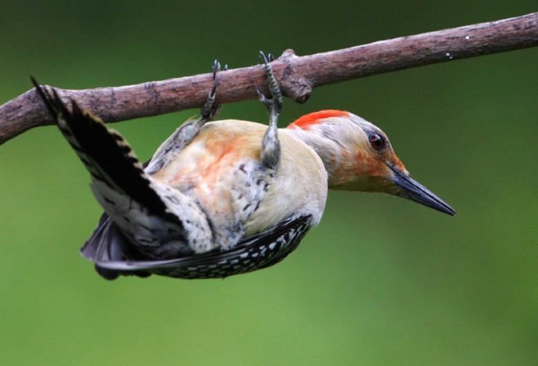 Free stock image of Red Bellied Woodpecker created by Pixabay
