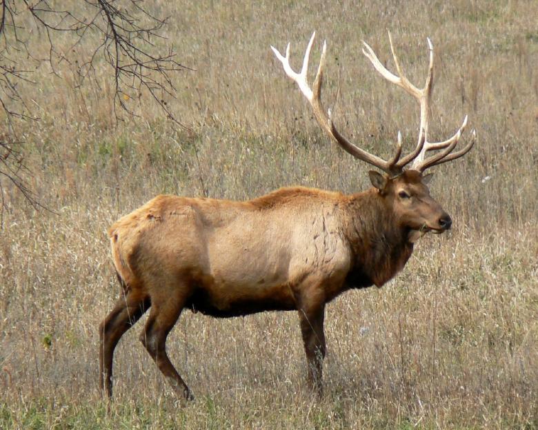 Free stock image of Rocky Mountain Elk created by Pixabay